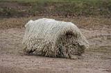 KOMONDOR 110